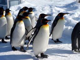 AsahiyamaZoo04.jpg
