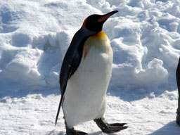 AsahiyamaZoo05.jpg