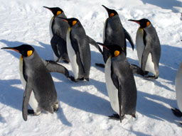 AsahiyamaZoo06.jpg