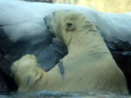 AsahiyamaZoo11.jpg
